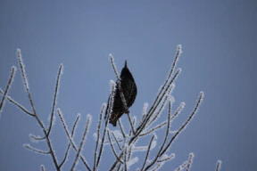 Blackbird song in Winter
MR=576x384pixels 8x5.3inches 72ppi
HR=3456x2304p 48x32in 72ppi A blackbird visitor to our garden